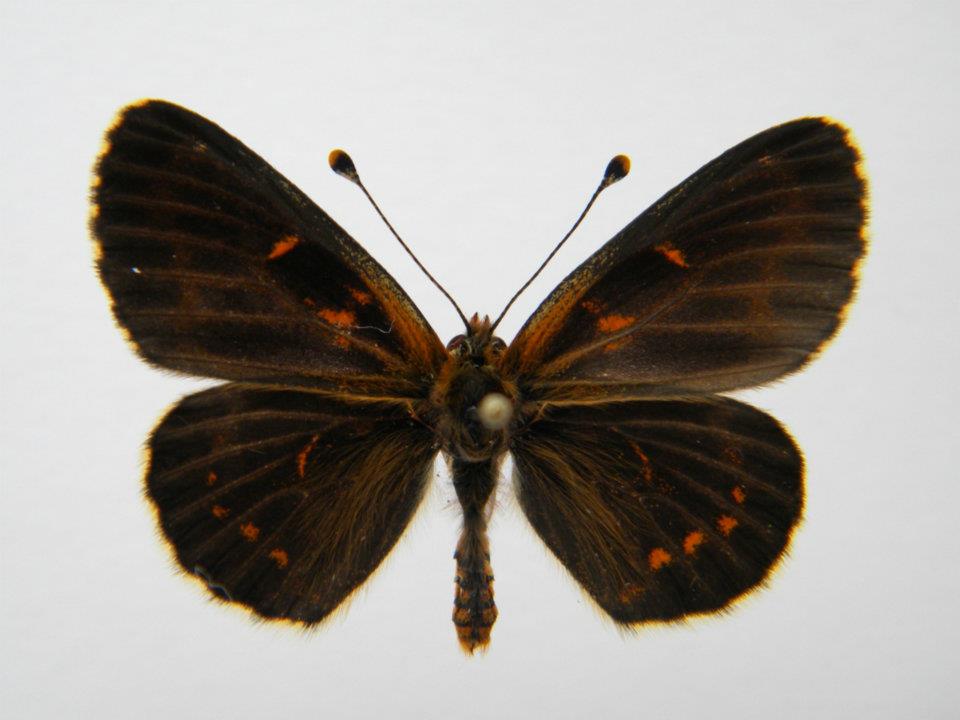 Melitaea trivia abb (Internet Image property of respective owner, non-commercial use only)